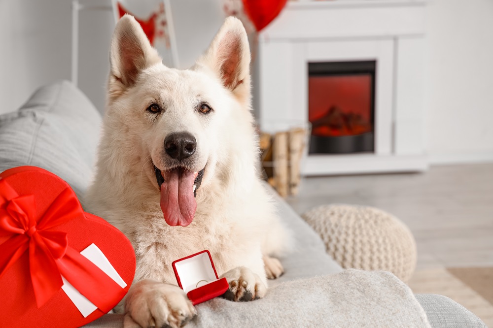 Hund hilft beim Heiratsantrag machen