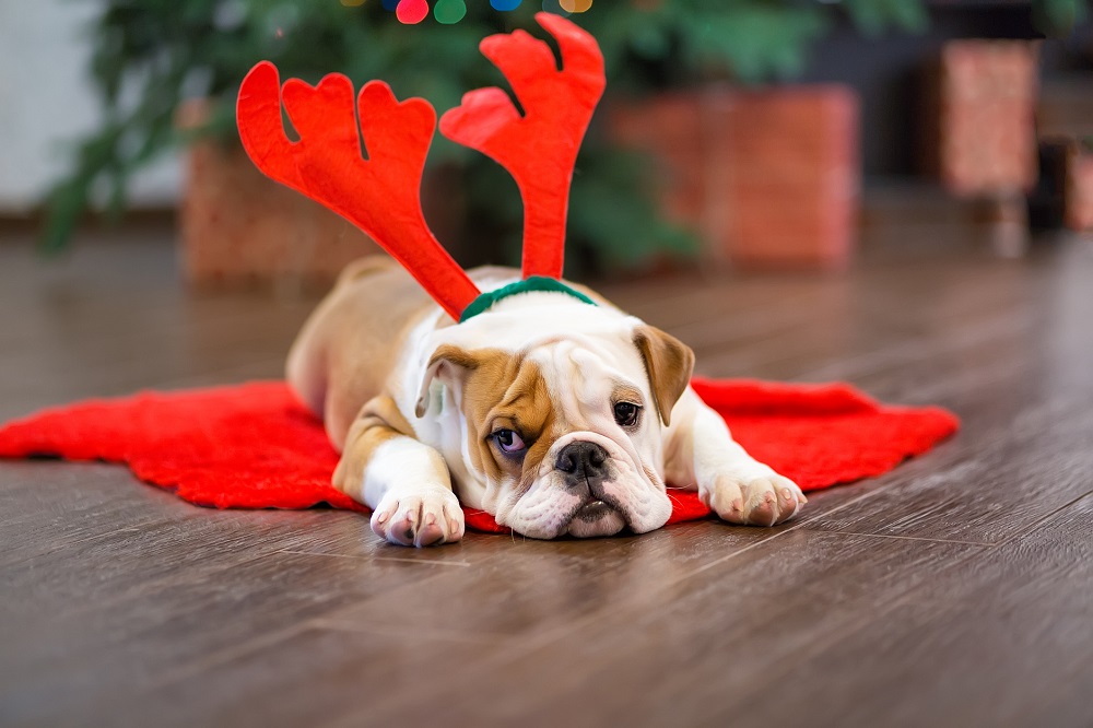 Hund wartet auf lustigen Weihnachtsgruß