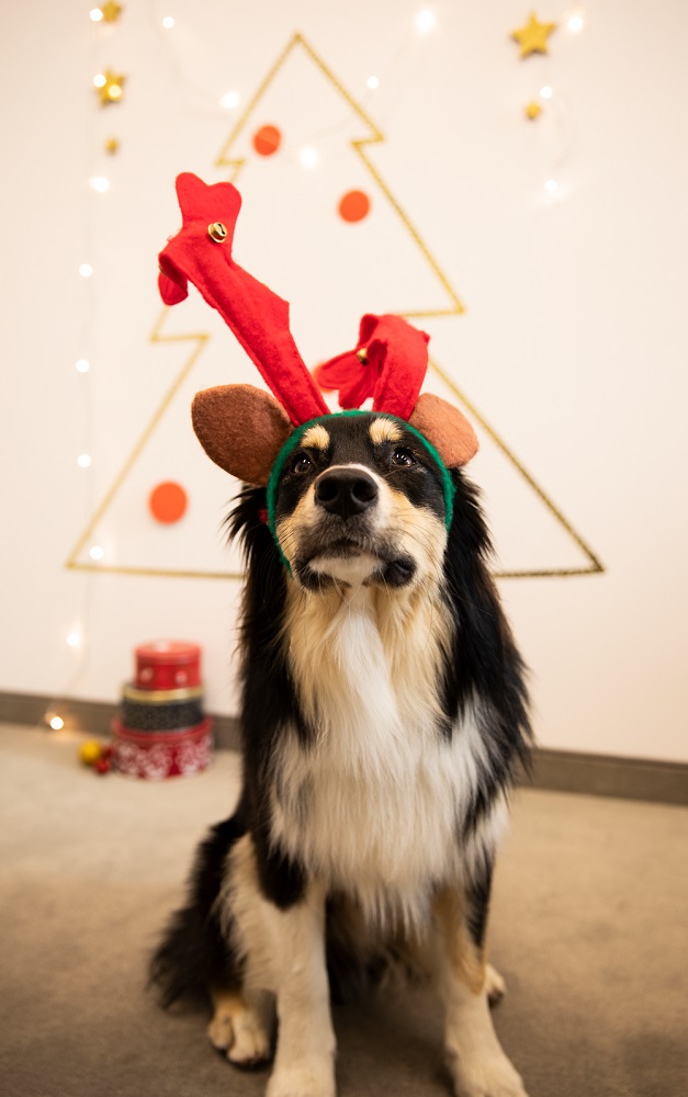 Weihnachtsfoto-Idee mit Hund