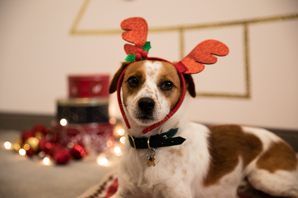 Weihnachtsfoto mit Hund