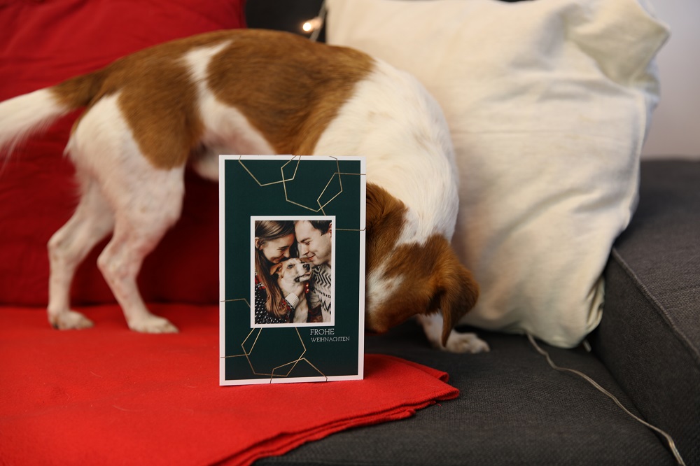 Hund beschnuppert Weihnachtskarte
