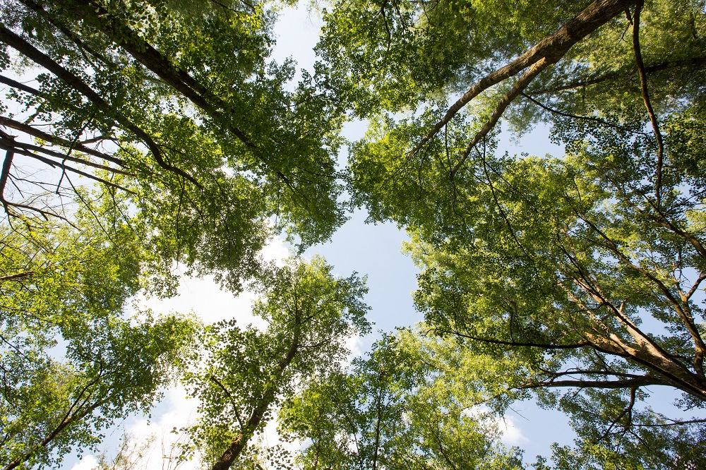 Grüne Baumkronen im Wald