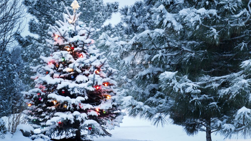 Weihnachtsbaum im Wald