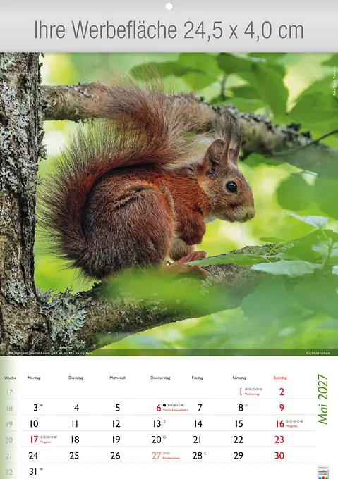 Wunderbare Tiere