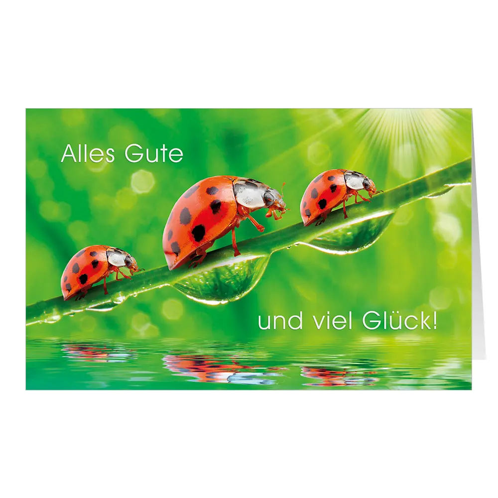 Marienkäferglück