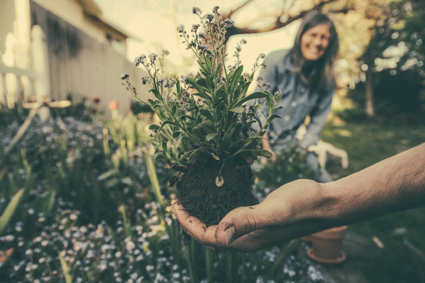Pflanzenknolle auf Hand und im Hintergrund ein Garten