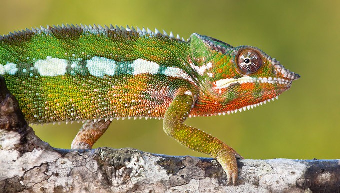 Chamäleon