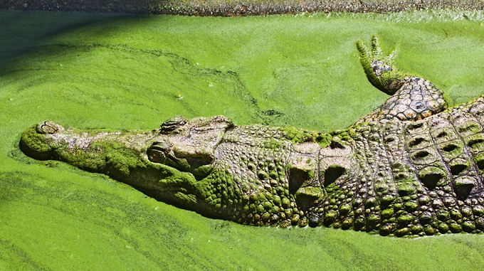 Krokodil in grünem Wasser